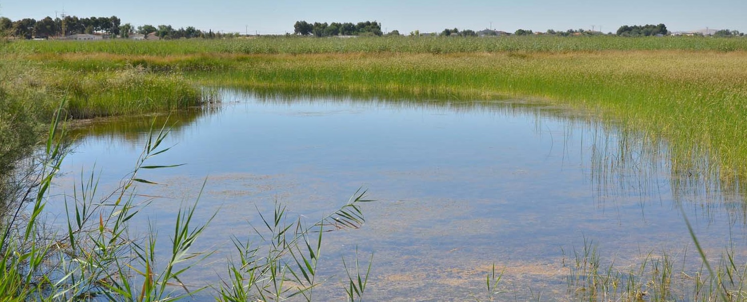 Zona encharcada entre las dos lagunas