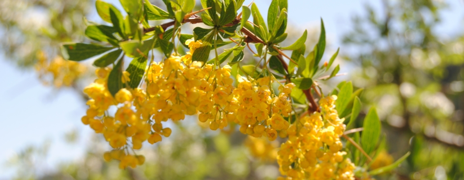 Agracejo (Berberis vulgaris) en flor