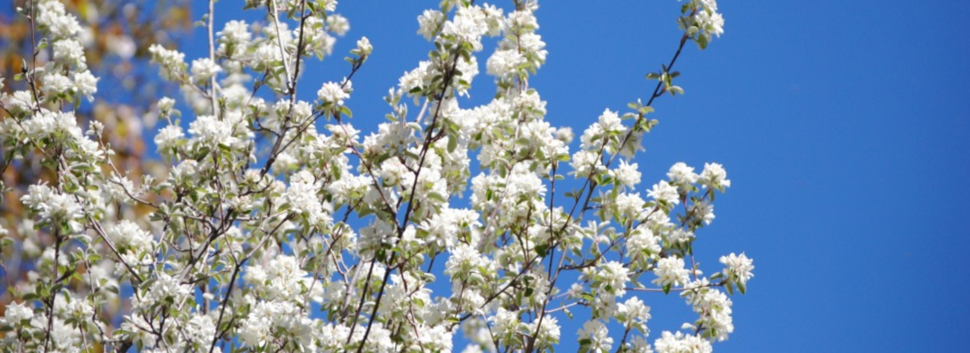 Guillomo (Amelanchier ovalis) en flor