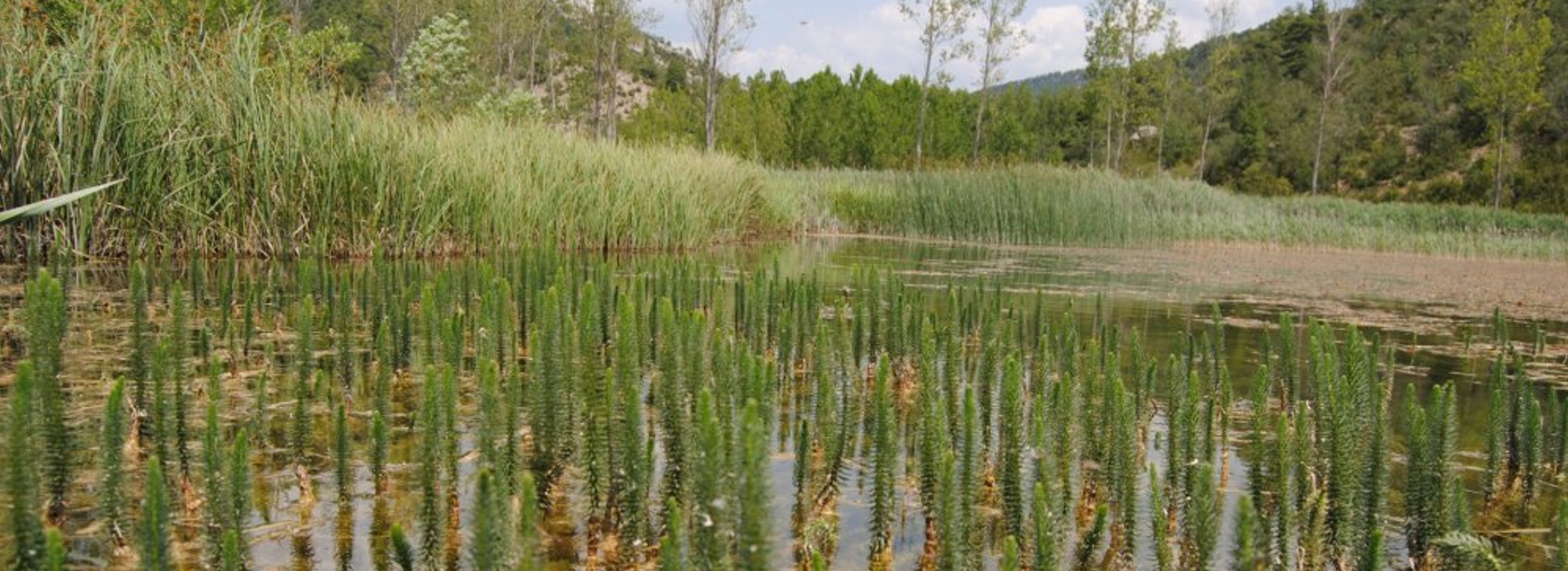 "Bosque" de Hippuris vulgaris en la laguna del Marquesado