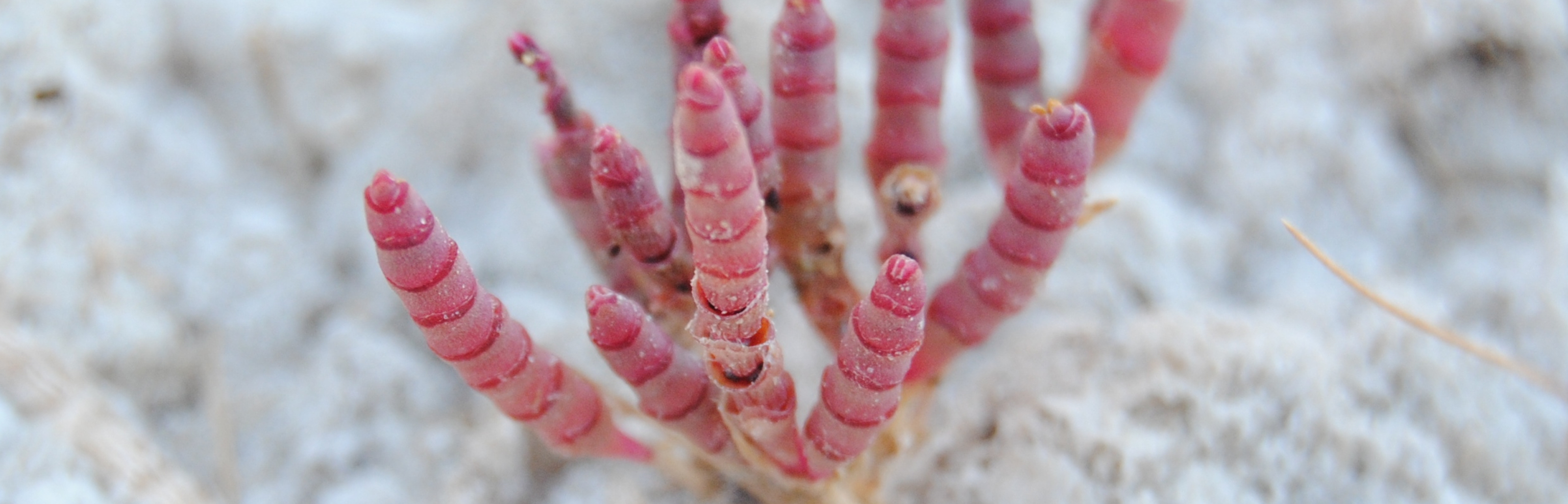 Coralillo (Microcnemum coralloides)