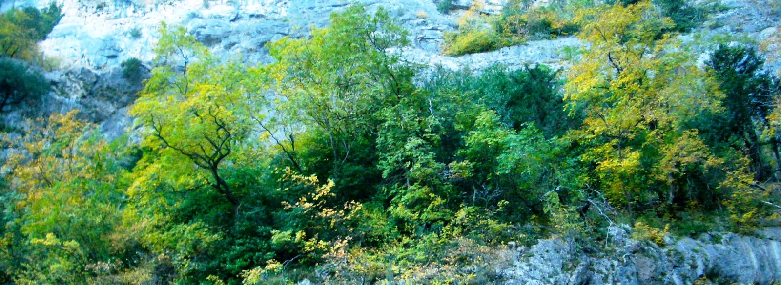 Vegetación encaramada en los estratos rocosos