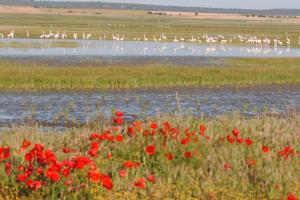 Laguna de El Hito en primavera