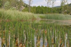 "Bosque" de Hippuris vulgaris en la laguna del Marquesado