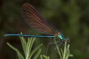 3ºCALOPTERYX VIRGO. Antonio Muñoz Salto