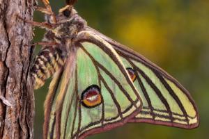 1º. LA REINA DE LOS BOSQUES. Alonso Ródenas Fernández