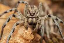 Lycosa hispanica. Antonio Muñoz Salto