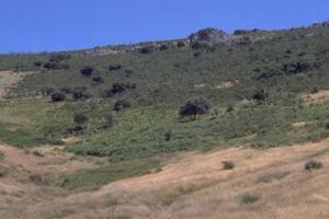 Bonal de la SIerra de Hontanar