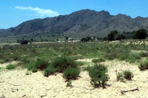 Arenales del Caudete