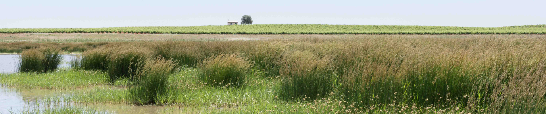 Juncus subulatus, Bolboschoenus maritimus, laguna de Manjavacas